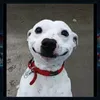 buboospoted