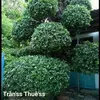 thuetran979