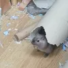 elinthefrog