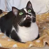 juvythecat