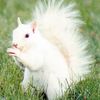 whitesquirrrl