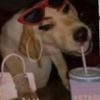 doggobo21