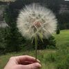 mystic_flower_