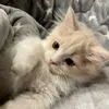 catlikeme