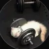 gabrielmarchesipp