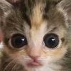 lucas.hearld