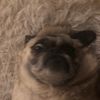bestpugs17