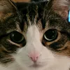 akimneno