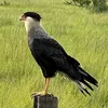 brilhantenagloria