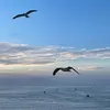 Souu_kaina