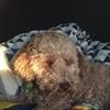 tom_peirce11