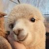 happyalpaca1.0