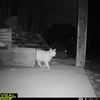 i.review.your.cat