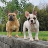 jerseyfrenchies
