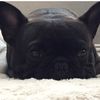 roscoethefrenchie