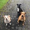 my3dawgs