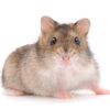 hamsterrrr._____