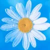coyeeu