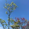 yumi_ko_77