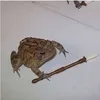 _anikabasu_