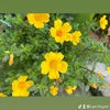 lanhuynh3791