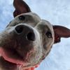 josiethestaffy