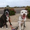 az_hot_dawgs
