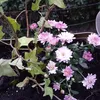 fifi859421