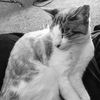 kittycat0876