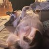 finnigancorgi