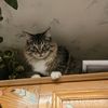 charlies_mom3