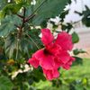 _alhulm
