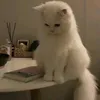 moh_5_0
