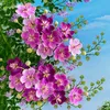 phamduyen_0112