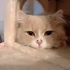 adjjtpjw