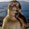 gaidepandanh