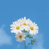 kim.thanh.04.1999