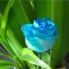 koko_2229