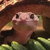 Greg the Gecko