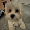 charlotte_.hihi