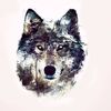 graywolf_24