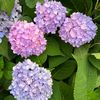hydrangea705