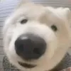 sigmadog4k