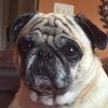 yungpugg