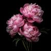 littlepeony02