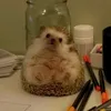 allaferret