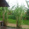 rizkimobileclas