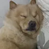 totot_moto