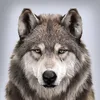 arabian_wolf1