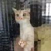 mim1rqz